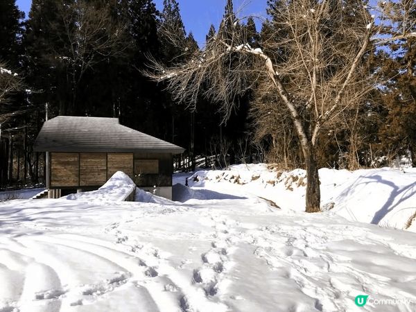 新潟美人林～ 冬日雪美人