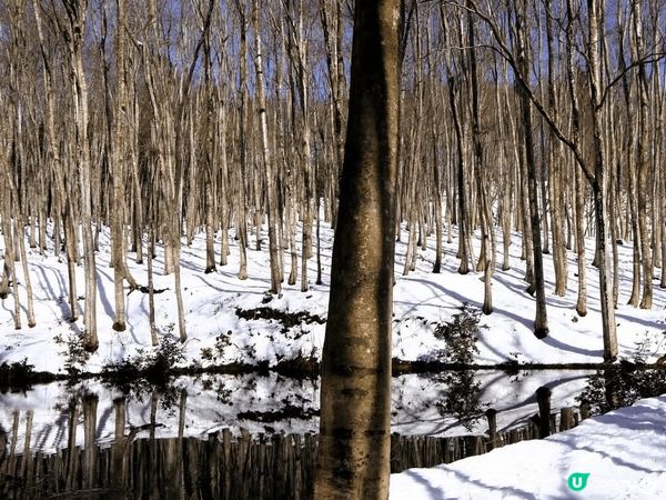 新潟美人林～ 冬日雪美人