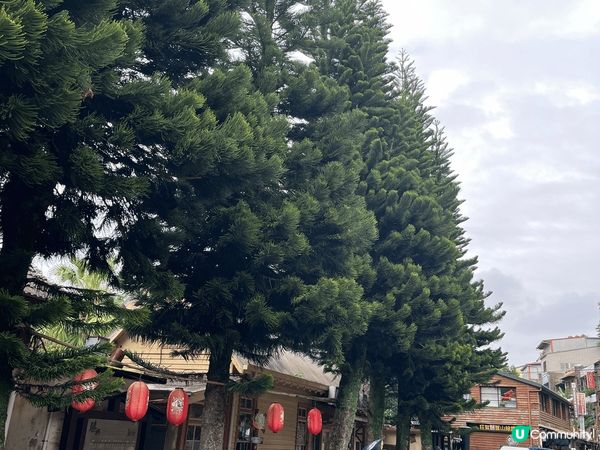 百年的三義車站小旅行，有老樹、隧道、廢棄鐵道相伴，值得一遊。...