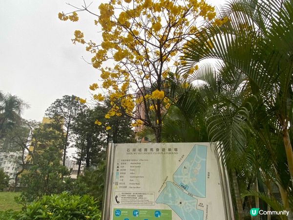 石湖墟賽馬會遊樂場🌸 春天金黃夢