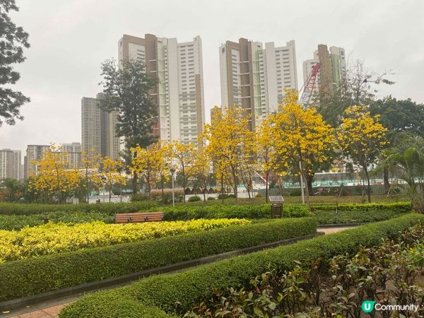 石湖墟賽馬會遊樂場🌸 春天金黃夢