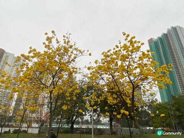 石湖墟賽馬會遊樂場🌸 春天金黃夢