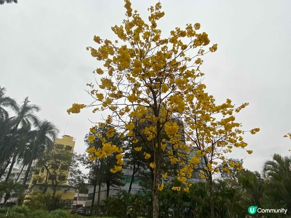 石湖墟賽馬會遊樂場🌸 春天金黃夢