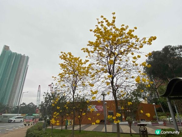 石湖墟賽馬會遊樂場🌸 春天金黃夢