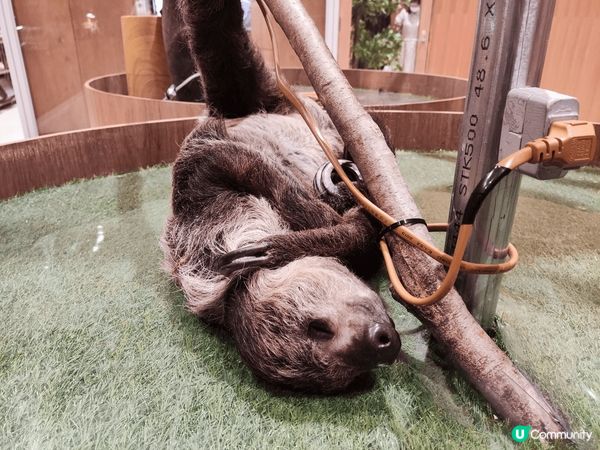 大阪神戶遊 海遊館 神戶牛八座和 Lalaport 小動物c...