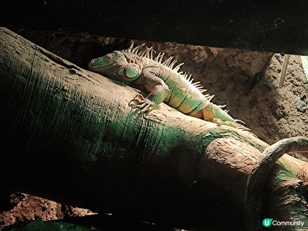 大阪神戶遊 海遊館 神戶牛八座和 Lalaport 小動物c...