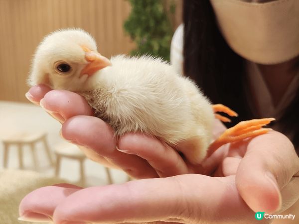 大阪神戶遊 海遊館 神戶牛八座和 Lalaport 小動物c...