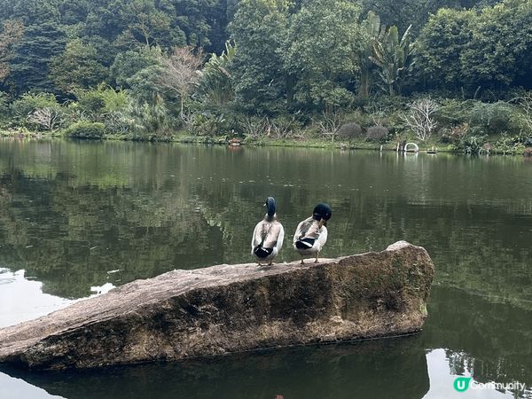 深圳仙湖植物園，鄰近蓮塘口岸，出入方便，有山有湖，可觀鳥賞花...