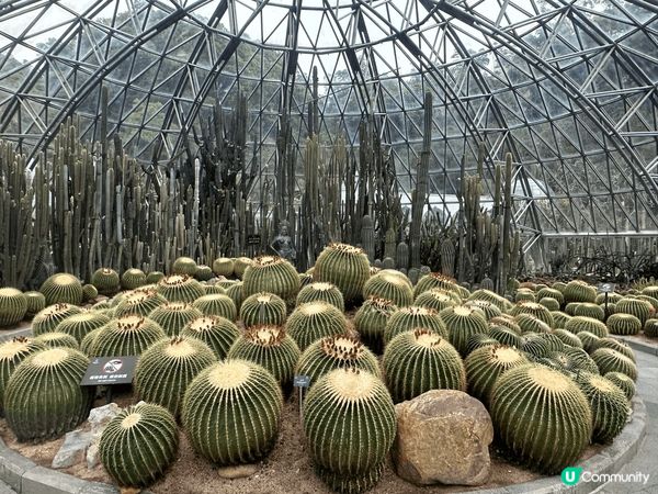 深圳仙湖植物園，鄰近蓮塘口岸，出入方便，有山有湖，可觀鳥賞花...