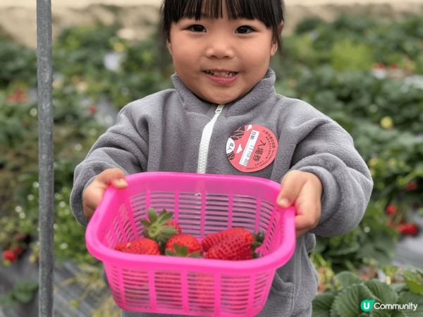 大棠生態園真係好啱打卡！又多士多啤梨🍓一路食一路影相，正呀...