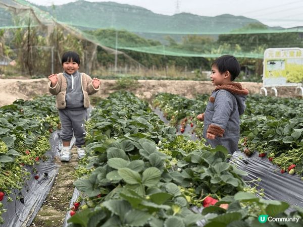 大棠生態園真係好啱打卡！又多士多啤梨🍓一路食一路影相，正呀...