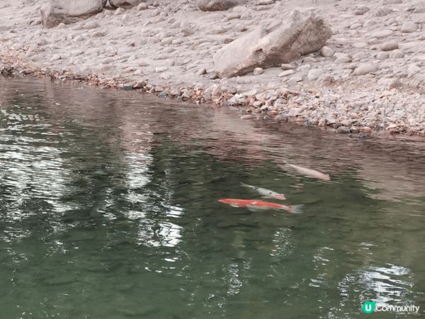 迪欣湖那景色，簡直美，湖水藍得跟藍寶石一樣，看得人心曠神怡。...