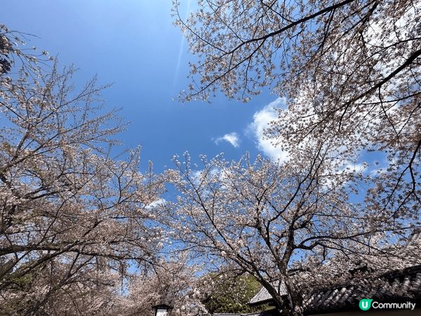 日本京都正是春天時盛開的櫻花，粉白色櫻花驚艷了我，美得像一福...