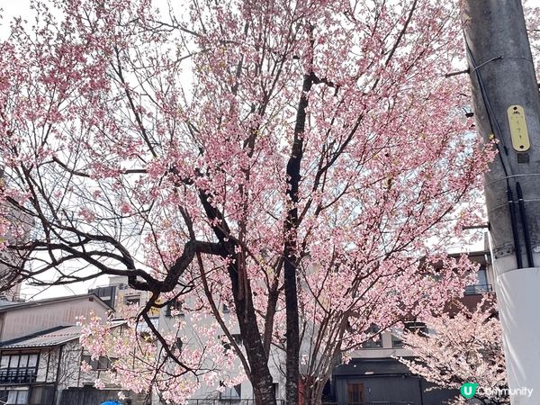 黎到日本名古屋就一定要去下飛驒高山😍呢度任何一個地方打卡都系...
