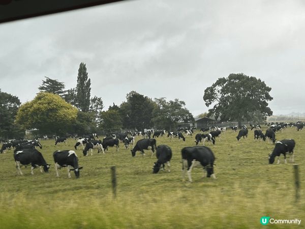 紐西蘭快樂之旅，滿地牛牛、羊咩，唯一唔敢做的是在橋上跳笨豬j...