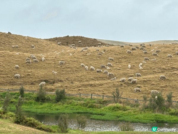 紐西蘭快樂之旅，滿地牛牛、羊咩，唯一唔敢做的是在橋上跳笨豬j...