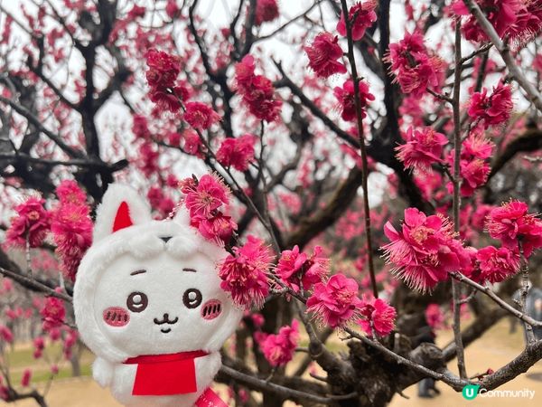 2月尾的時候和家人去了日本旅遊，在chiikawa稻荷店買到...