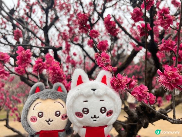 2月尾的時候和家人去了日本旅遊，在chiikawa稻荷店買到...