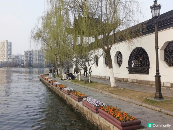 3月初的南京進入花季，這次去了冷門公園-莫愁湖公園。免門票，...