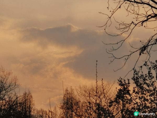 3月初的南京進入花季，這次去了冷門公園-莫愁湖公園。免門票，...