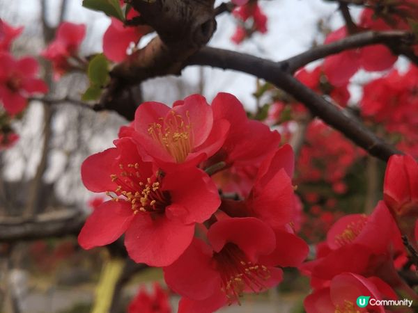 3月初的南京進入花季，這次去了冷門公園-莫愁湖公園。免門票，...