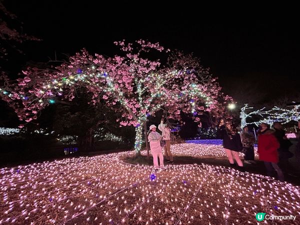 東京之旅有日plan左去江之島睇燈。本來無咩特別期望，點知身...