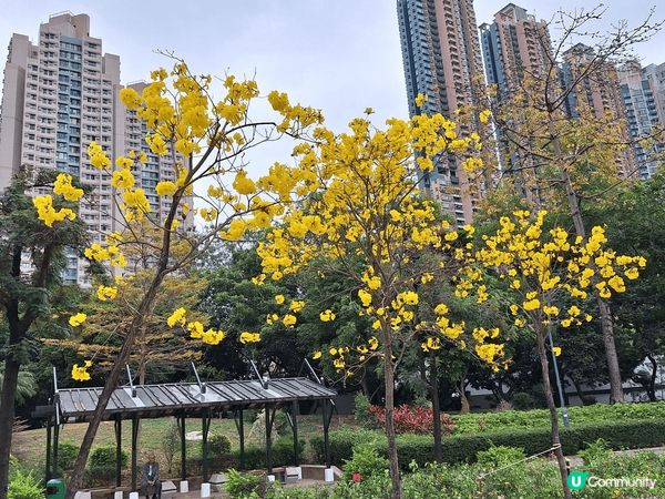 剛巧是黃花風鈴木盛開季節 甚是美麗以而旁邊一個 公園嘅瀑布相...