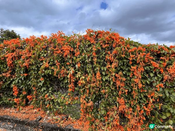 東澳古道，顧名思義就是東涌到大澳的行山徑，全長15公里，但路...