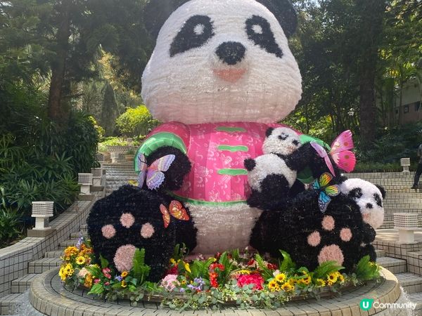 香港公園驚現熊貓🐼？！