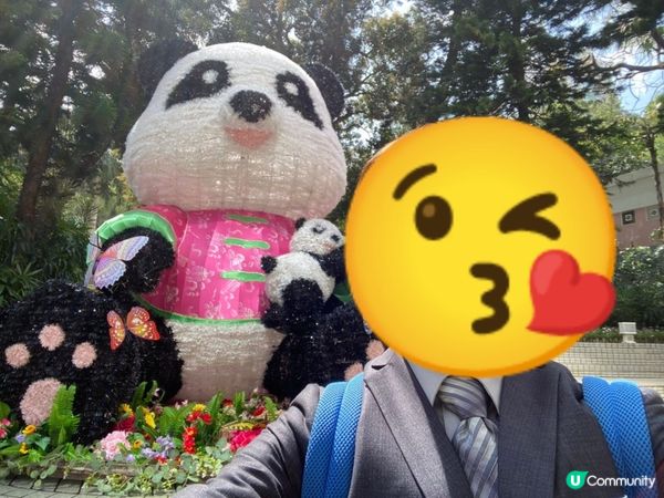 香港公園驚現熊貓🐼？！
