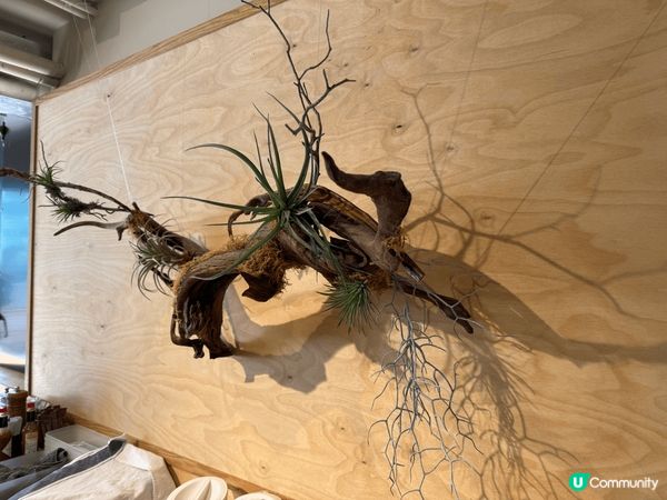 呢間餐廳呢非常之日式優雅有一個好大嘅月亮啦，作為一個點綴咁場...