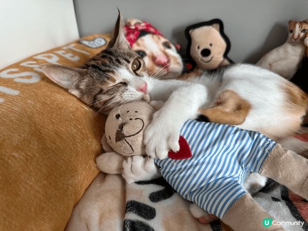 貓BB係喺12月嚟我哋屋企，佢非常好動活潑，而且好為食😋希望...