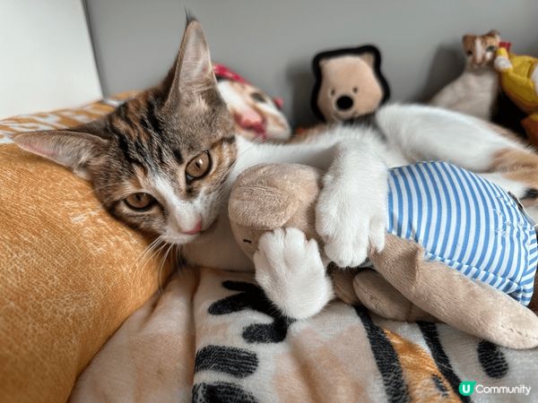 貓BB係喺12月嚟我哋屋企，佢非常好動活潑，而且好為食😋希望...