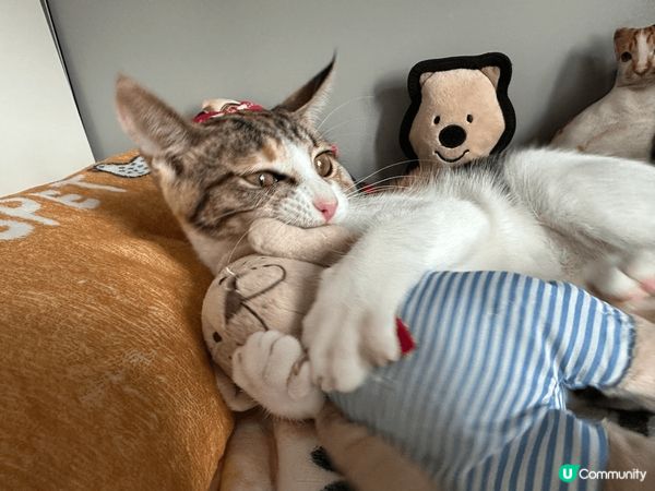 貓BB係喺12月嚟我哋屋企，佢非常好動活潑，而且好為食😋希望...