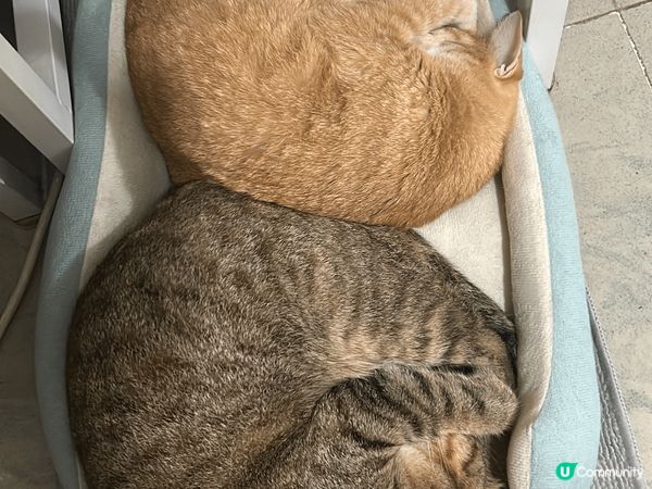 我兩個主子🫶🏻 黃澄澄既薯片 同 燒lon 左既乳豬～ 兩位...