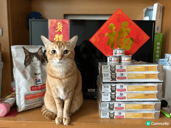 我兩個主子🫶🏻 黃澄澄既薯片 同 燒lon 左既乳豬～ 兩位...