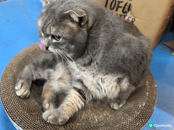 大家自己估吓邊個係: