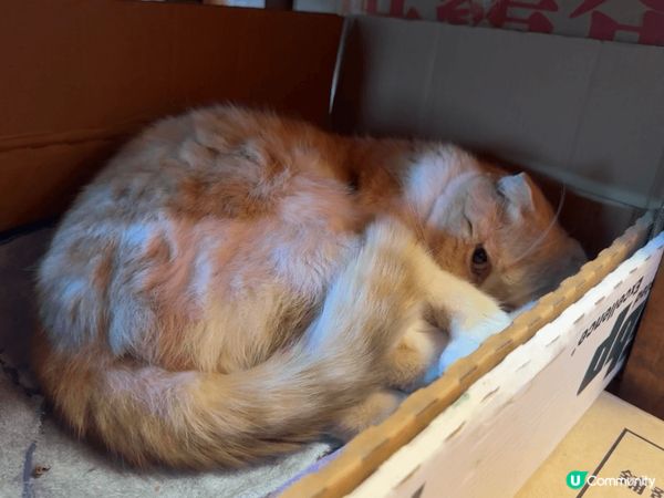 大家自己估吓邊個係: