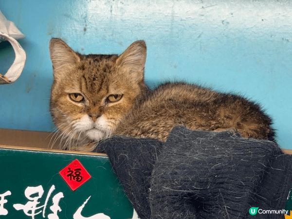 大家自己估吓邊個係: