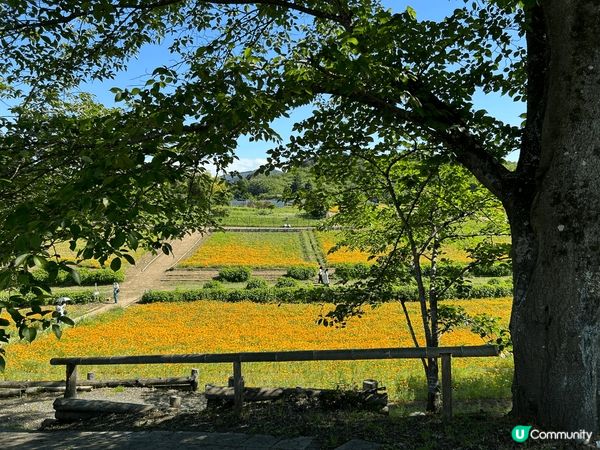 在網上見到介紹呢個唔算係熱門的東京近郊，見風景幾靚，自己又鍾...