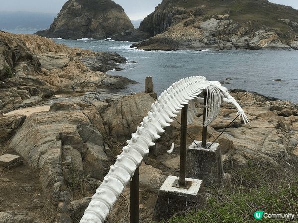 鶴咀是香港其中一個海岸保護區，擁有豐富的海洋生態，也保存著一...