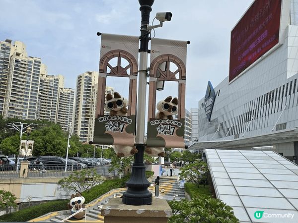 覺得D貓貓好可愛呀，好似陪緊我玩一樣，好似入咗貓貓嘅世界入面...