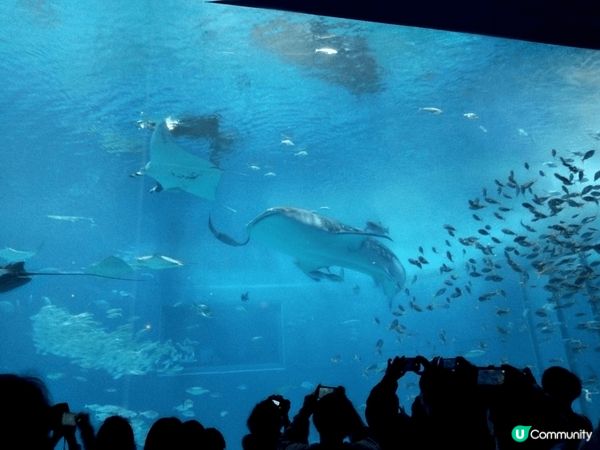 每次去沖繩，都必須去水族館望一望呢條鯨鯊。