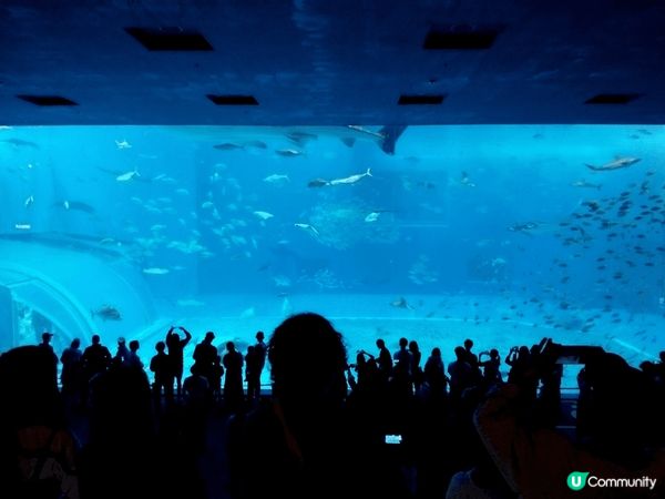 每次去沖繩，都必須去水族館望一望呢條鯨鯊。
