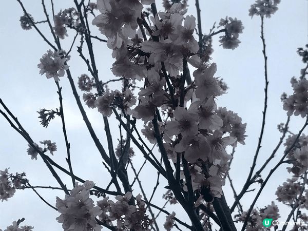 位於沙田石門安景街的公園，最近盛開了櫻花，雖然沒有像日本那樣...