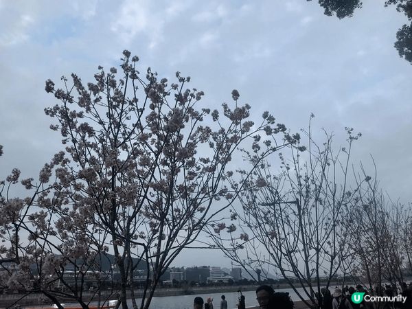 位於沙田石門安景街的公園，最近盛開了櫻花，雖然沒有像日本那樣...