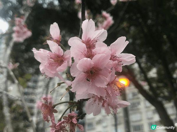 位於沙田石門安景街的公園，最近盛開了櫻花，雖然沒有像日本那樣...