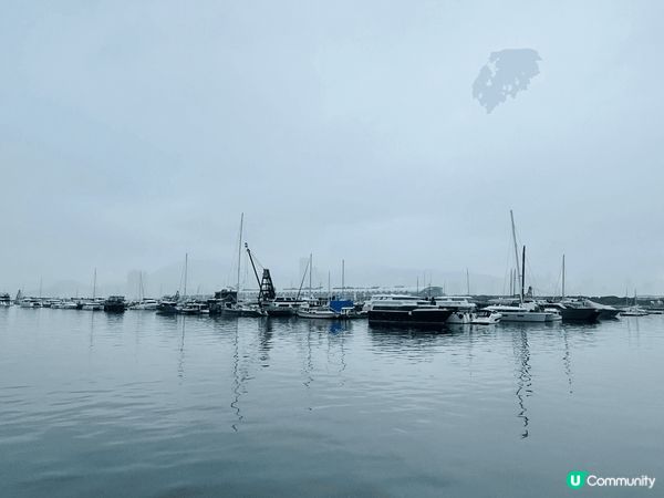 黃花風鈴～雖然今天天氣麻麻，但趁仲見到、仲未謝，梗係把握時機...