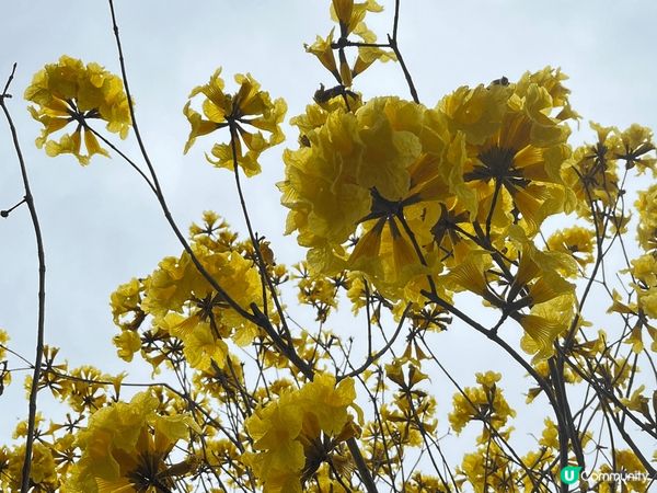 黃花風鈴～雖然今天天氣麻麻，但趁仲見到、仲未謝，梗係把握時機...