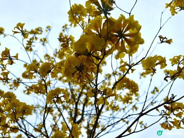 黃花風鈴～雖然今天天氣麻麻，但趁仲見到、仲未謝，梗係把握時機...